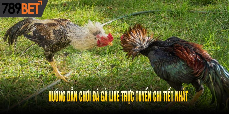 Lý Giải Tại Sao Đá Gà Live Là Trò Chơi Ăn Tiền Nhất